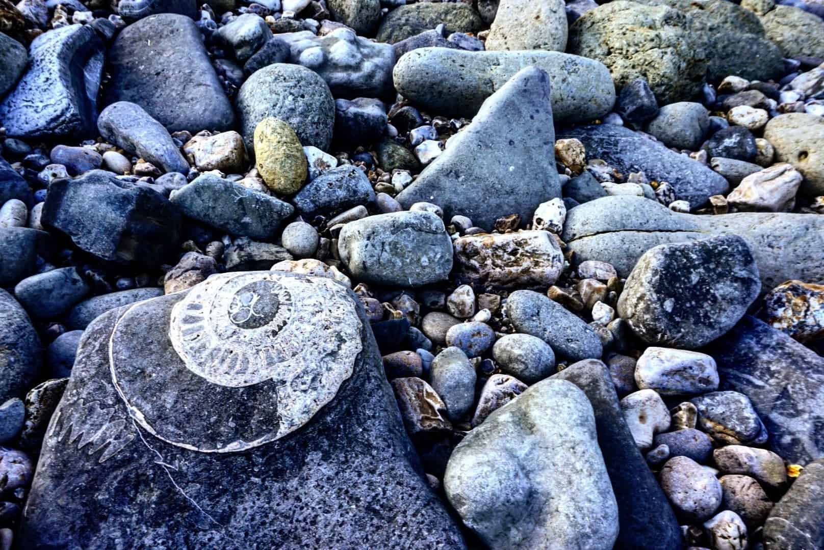 how to go fossil hunting in dorset england