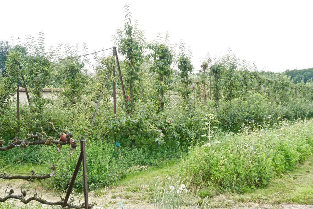 le potager du roi versailles town