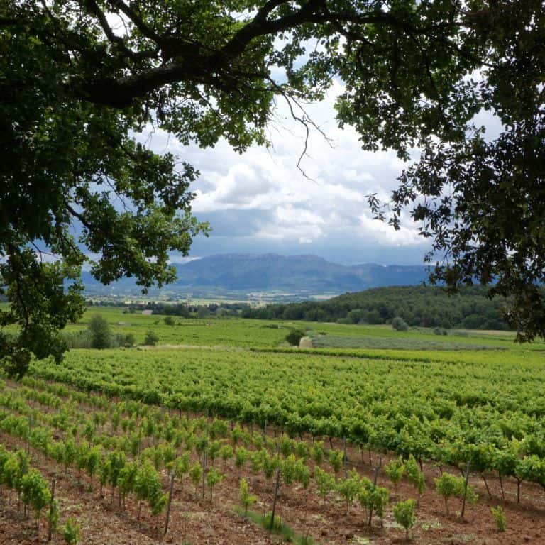 reasons to visit les vignerons du saint victoire