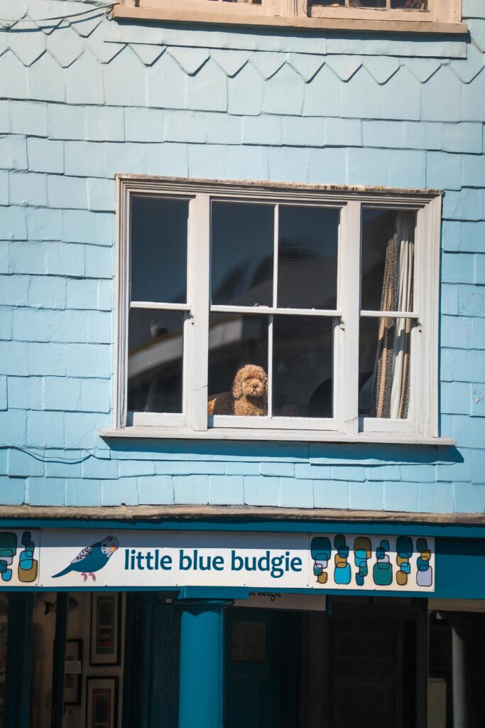dog in a window totnes