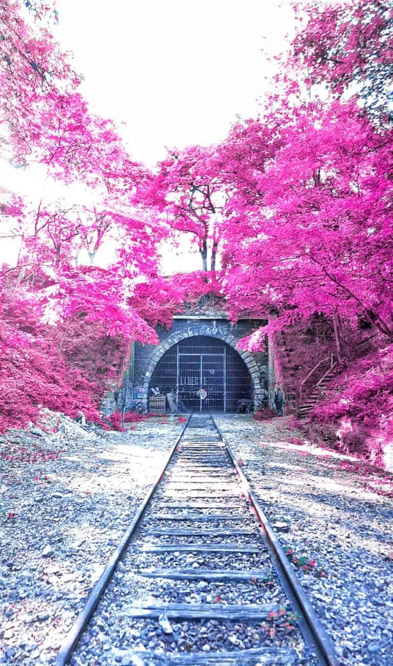 HOW TO CHANGE THE LEAF COLOUR IN YOUR PHOTOS USING A SMARTPHONE APP