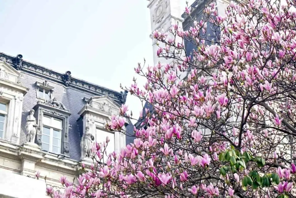 hotel de ville cherry blossom in paris