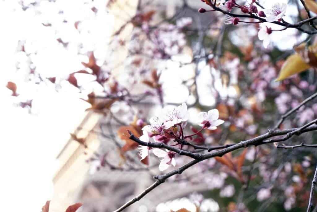 spring blossom in paris