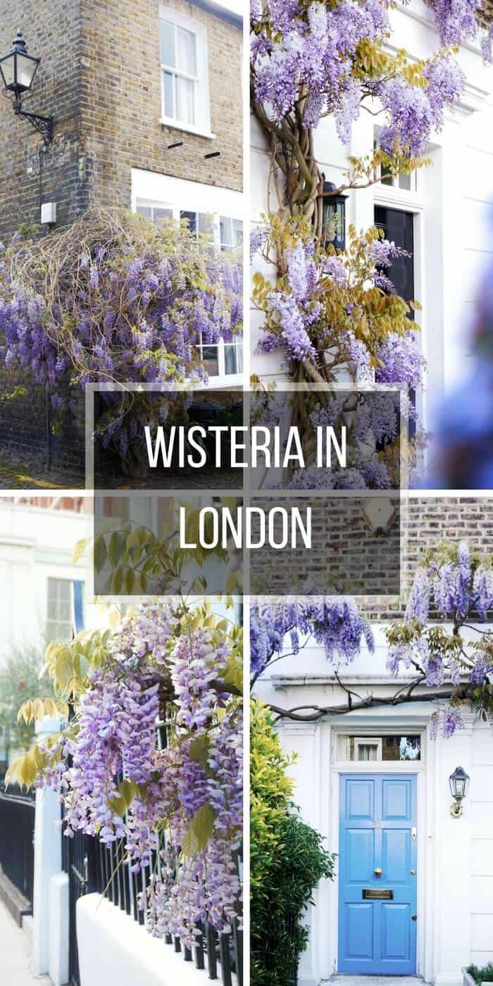 A guide to finding wisteria in London England