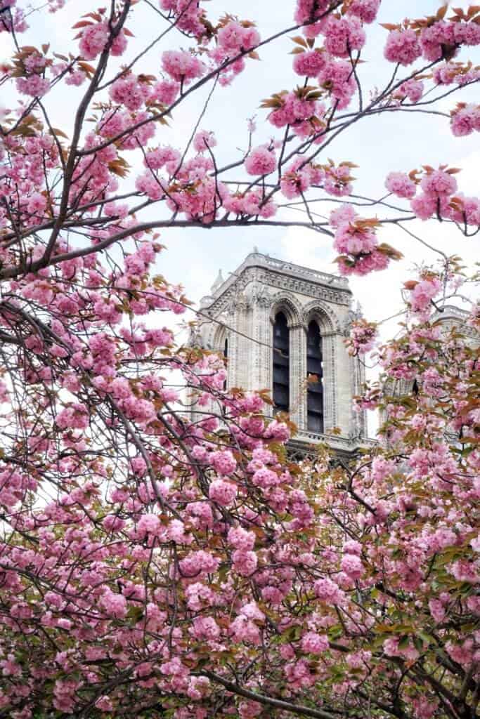 where to find the best cherry blossoms at notre dame in paris, france