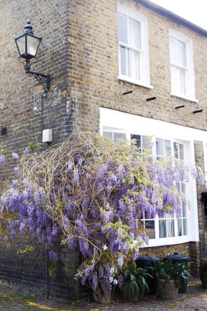 ensor mews: a guide to finding wisteria in London, England
