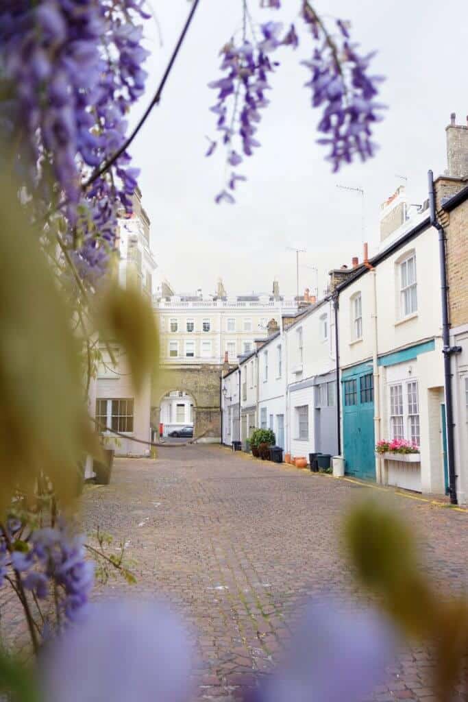 ensor mews: a guide to finding wisteria in London, England