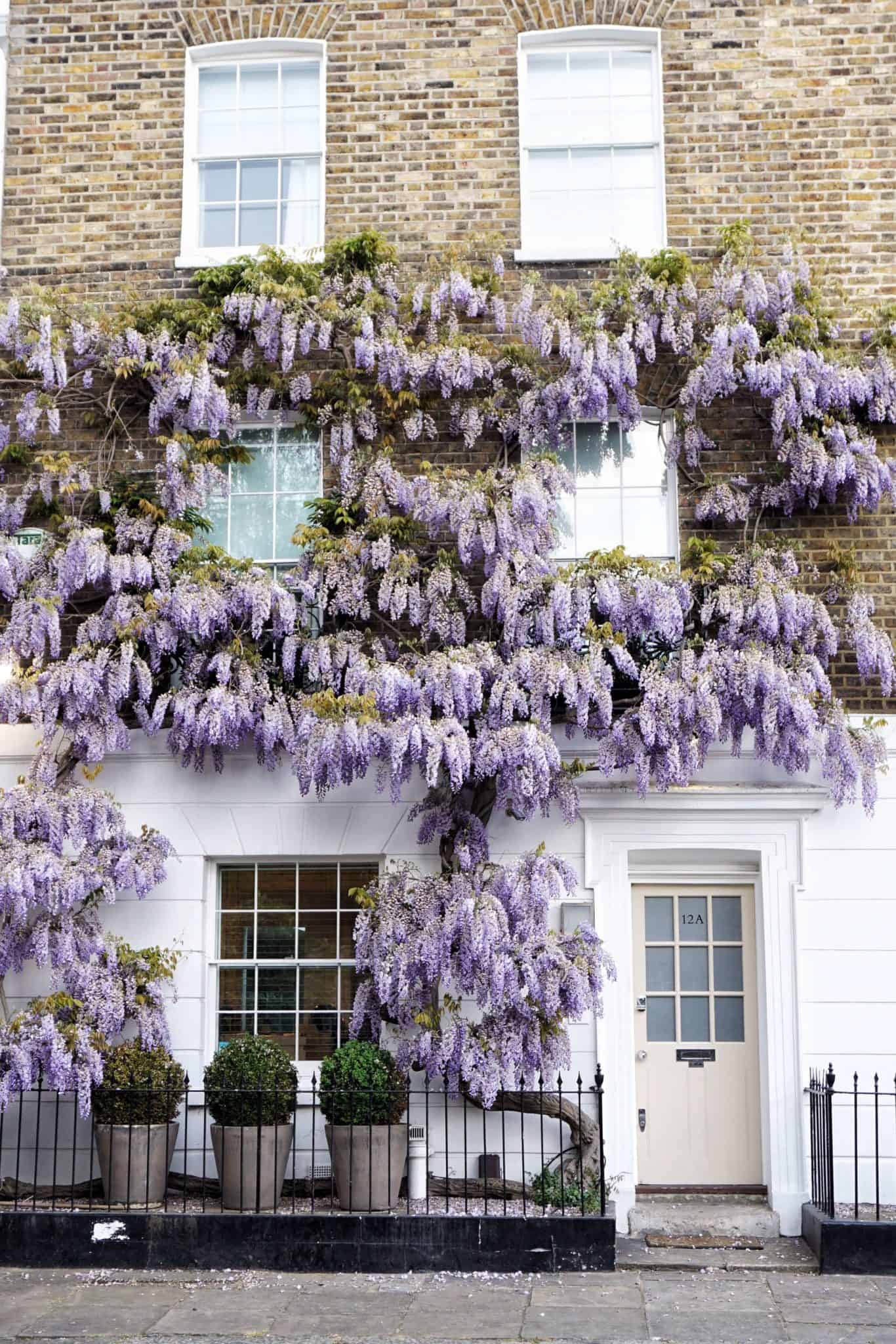 A guide to finding wisteria in London England
