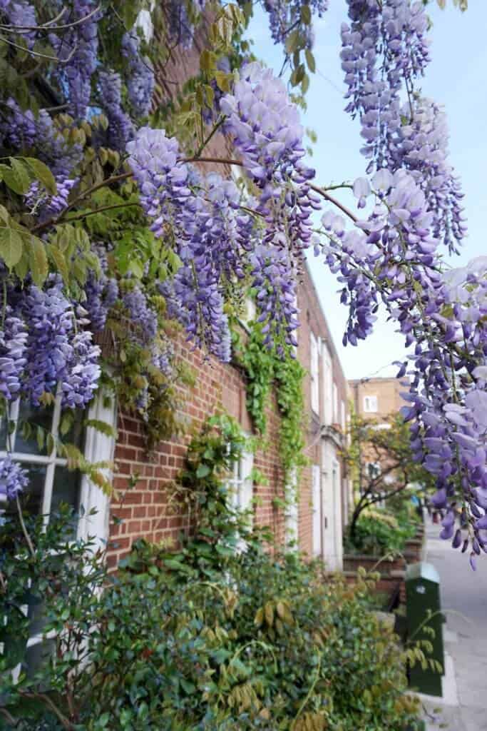 Chelsea Manor Street: a Guide to finding Wisteria Blossom in London, England