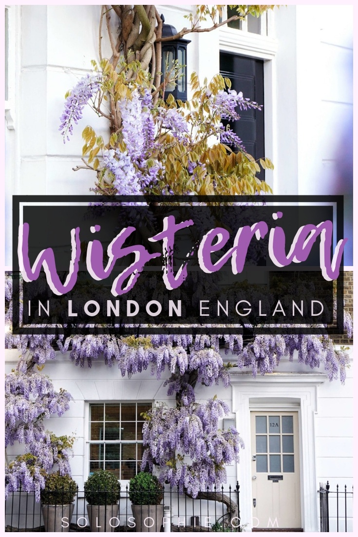 Here's your guide to finding the best wisteria in London. Thinking of visiting the UK capital of London in the spring? Here's where to enjoy and see wisteria flowers, vines, and blooms in England