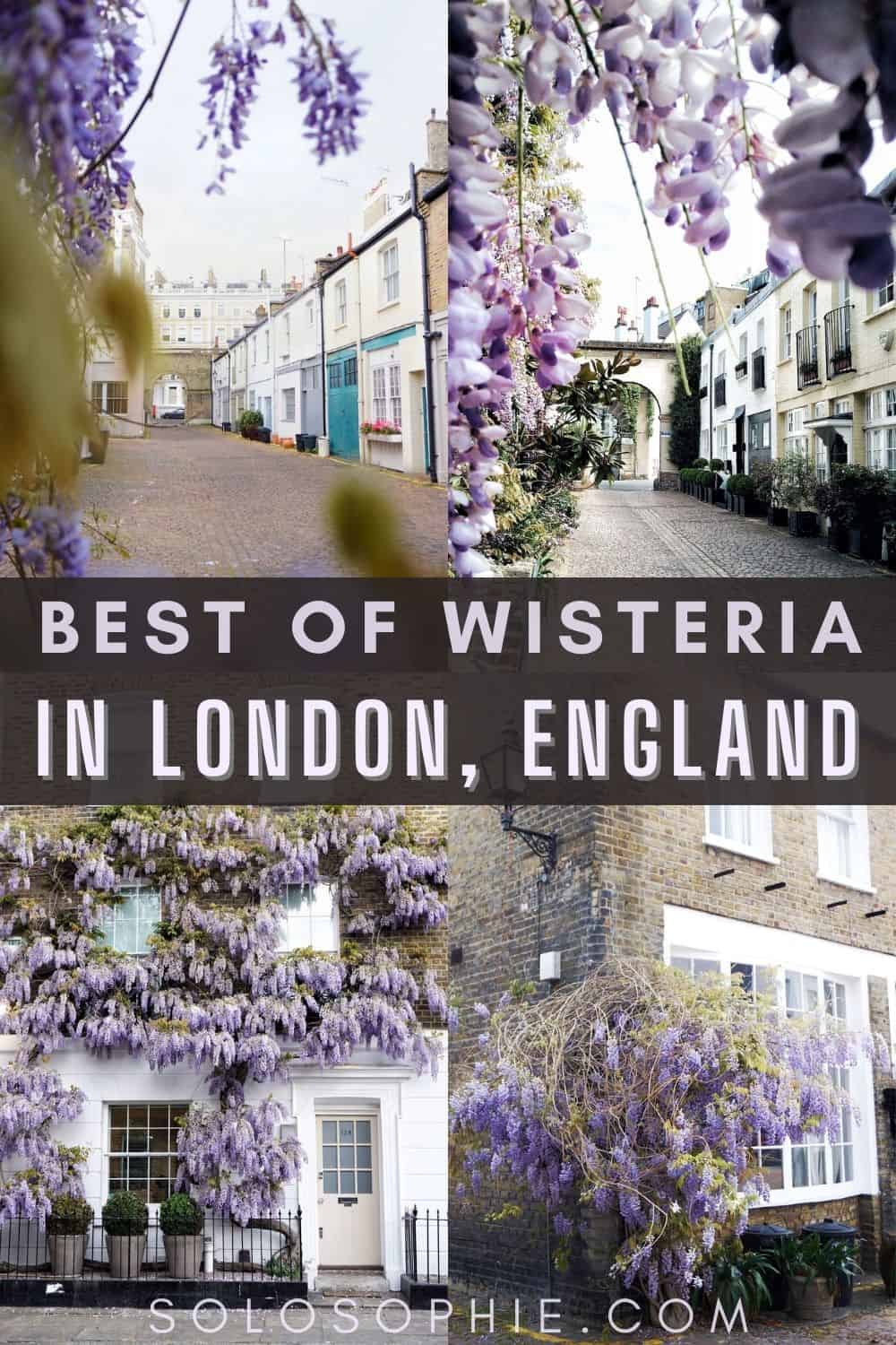 best of wisteria in london travel guide for the spring