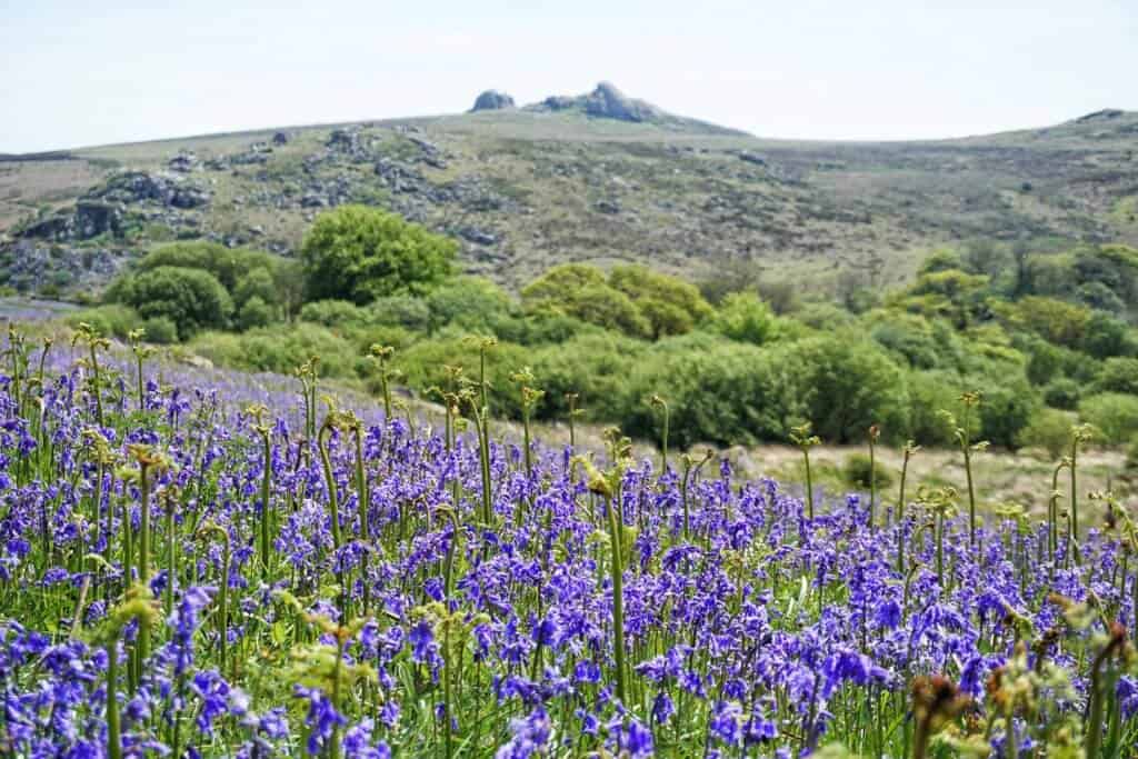 best bluebell field on dartmoor, devon, England: Holwell Lawn