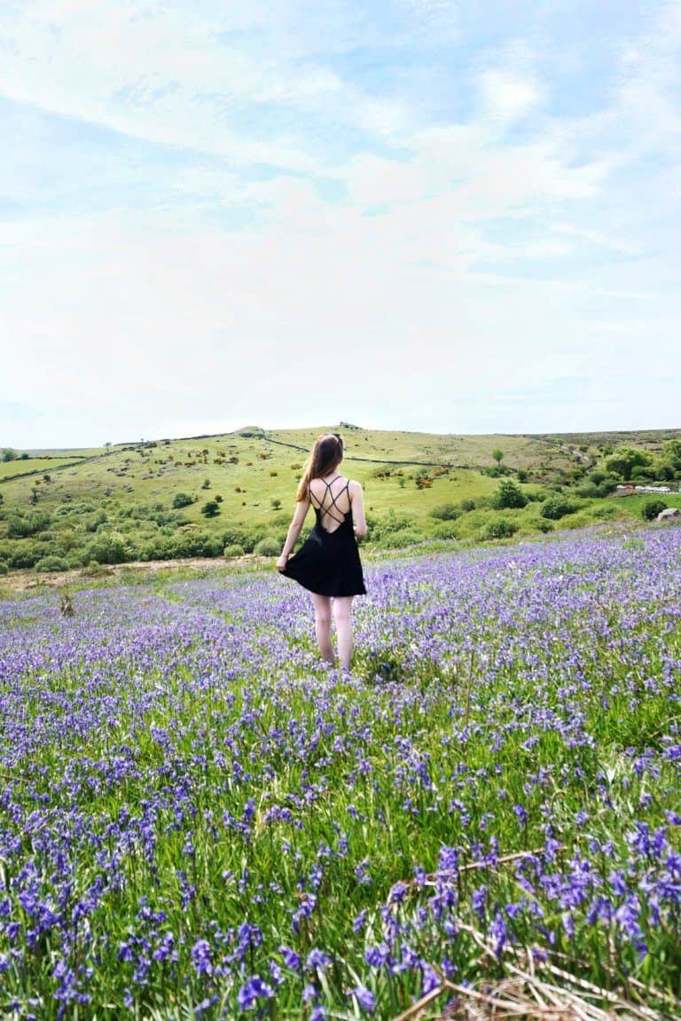 best bluebell field on dartmoor, devon, England: Holwell Lawn