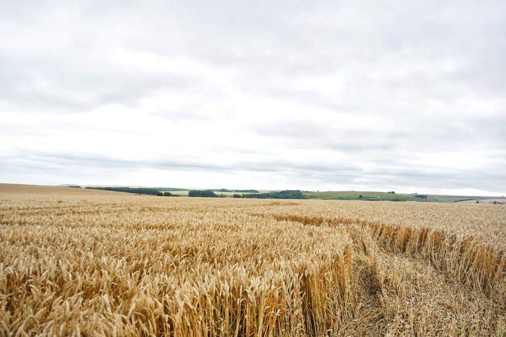 Cat's Brain Long Barrow: A Neolithic Site in Wiltshire Ebgland. Burial Mound dating back 5000 years in the UK