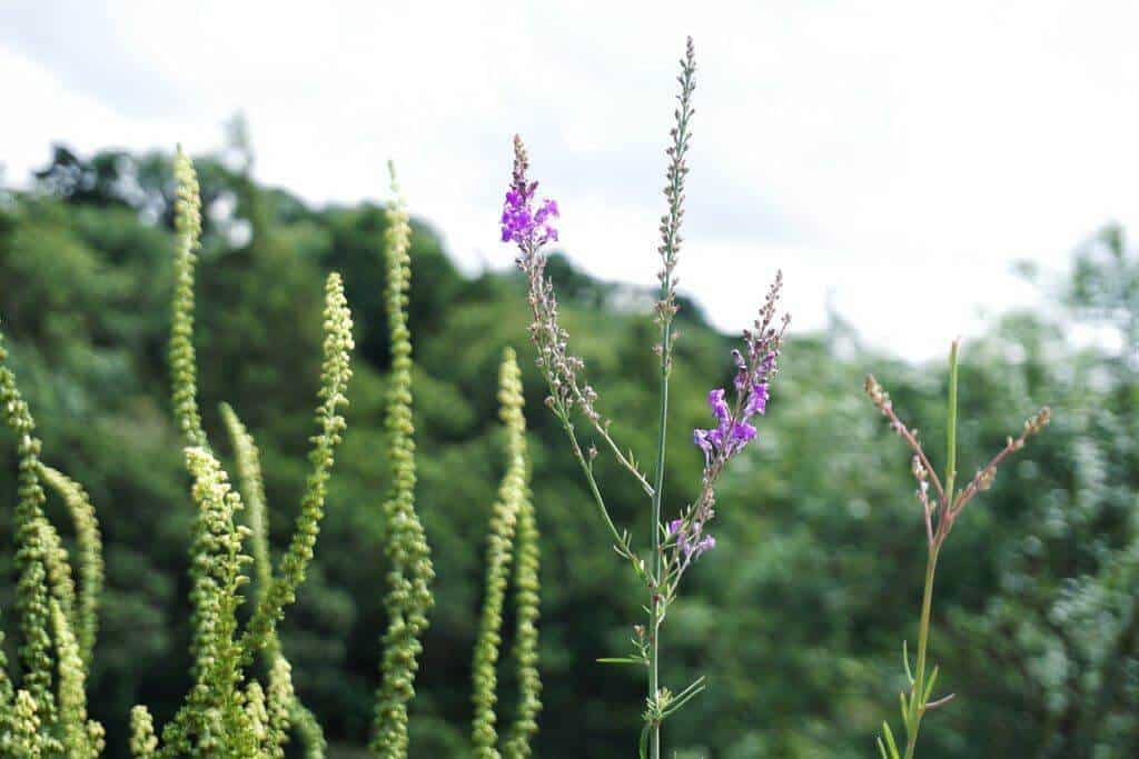 A Guide to Roslin, Edinburgh, Scotland. Things to do and what to see: Roslin Glen