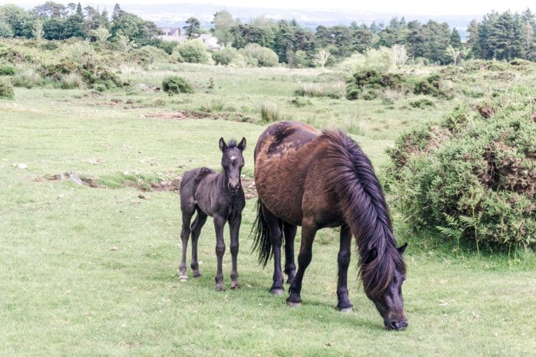 20 best things to do in dartmoor national park: look at the horses
