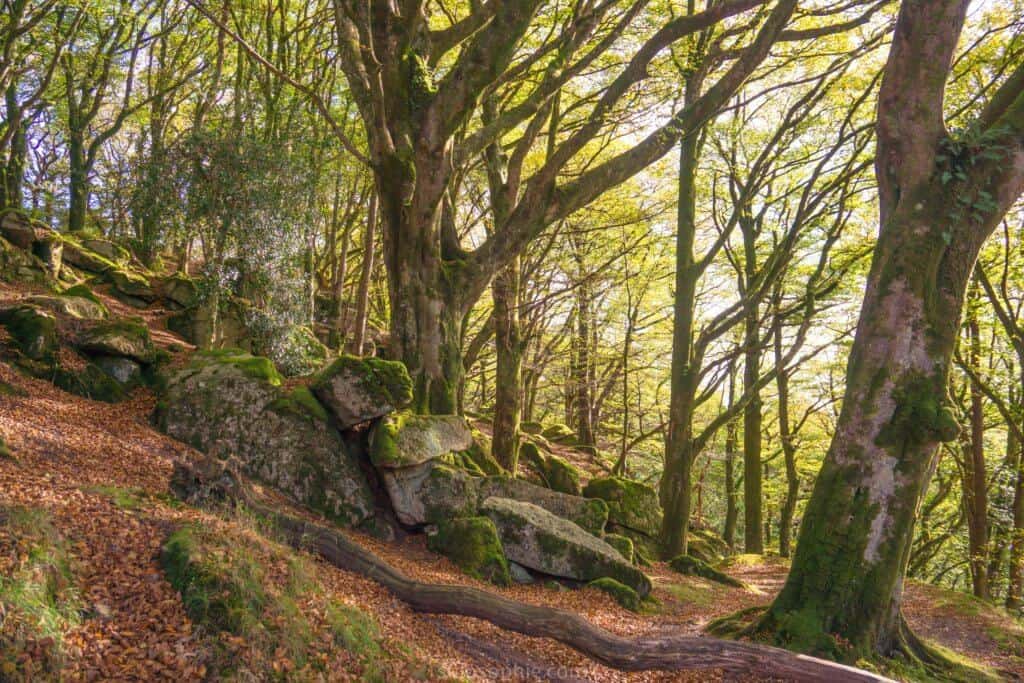 Burrator Reservoir: visiting the prettiest body of water in Dartmoor National Park, Devon, England: wander through the woods