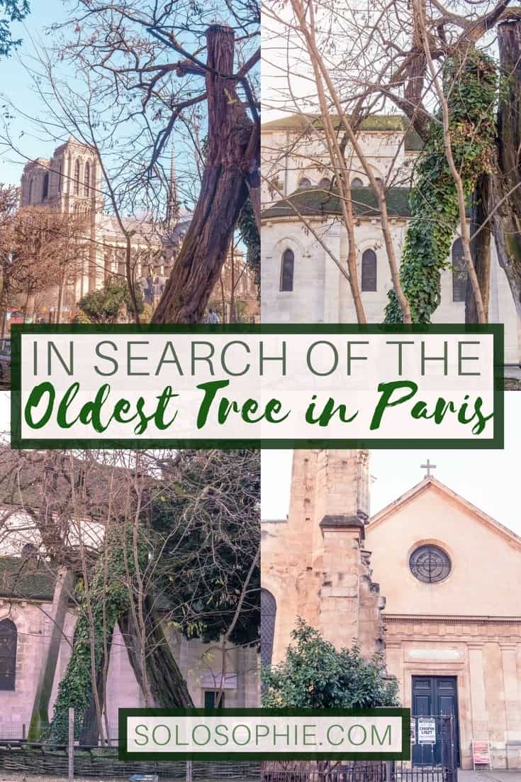 In search of the oldest tree in Paris, France, (and it's within view of Notre Dame). A visit to Square René Viviani, 5th arrondissement, Latin, Quarter, France!