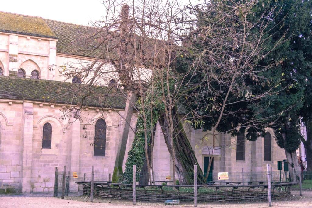 In search of the oldest tree in Paris, France, (and it's within view of Notre Dame). A visit to Square René Viviani, 5th arrondissement, Latin, Quarter, France!
