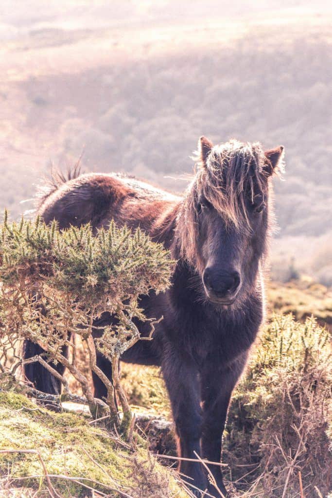 Dartmoor National Park Walks: Sharp Tor (Dartmeet), Devon, England: dartmoor pony