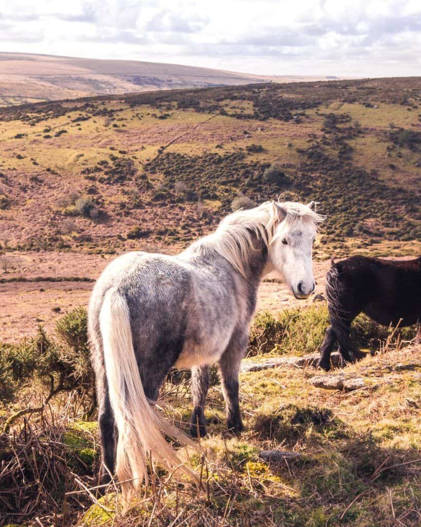 Dartmoor National Park Walks: Sharp Tor (Dartmeet), Devon, England: horse at base of tor