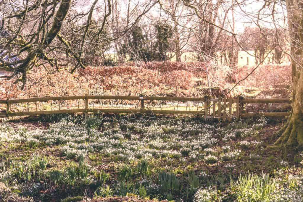 Gidleigh guide: Best things to do in Gidleigh, Dartmoor National Park, Devon, England: snowdrops in gidleigh