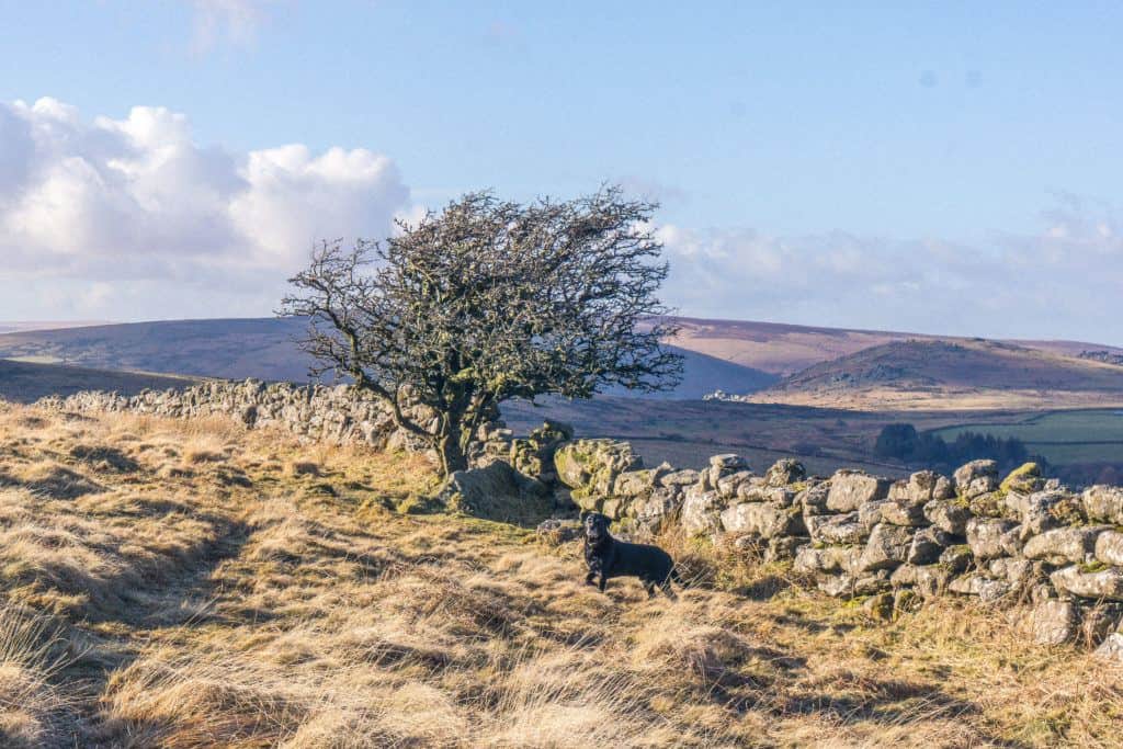 Hiking Rippon Tor, near Haytor, Dartmoor Walks, Devon, England: dog and tree