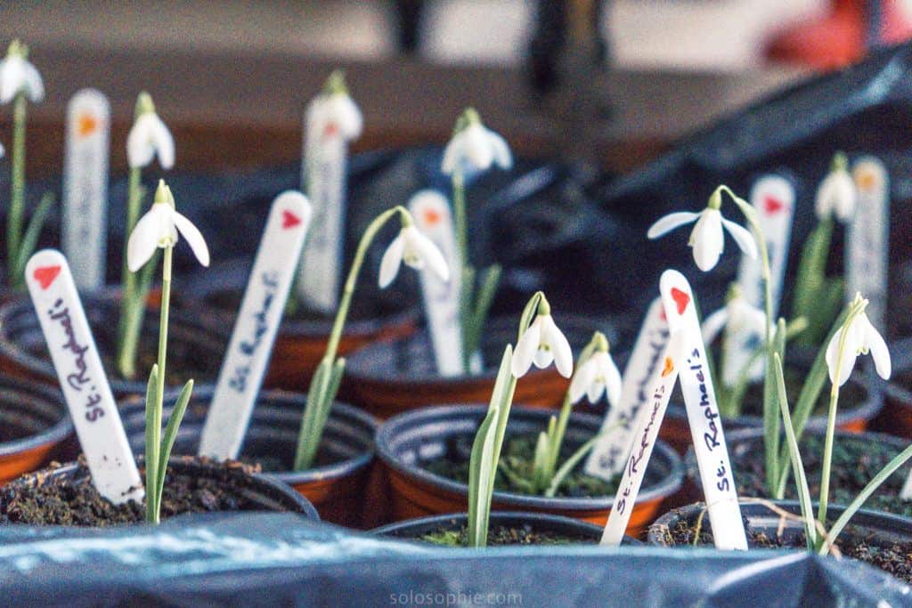 Yearly Snowdrop Sale on Dartmoor, Devon, England: Church of St Rapahel, Huccaby