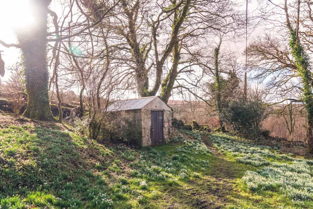 Snowdrops on Dartmoor, Devon, England: shed outside St Rapahel Church