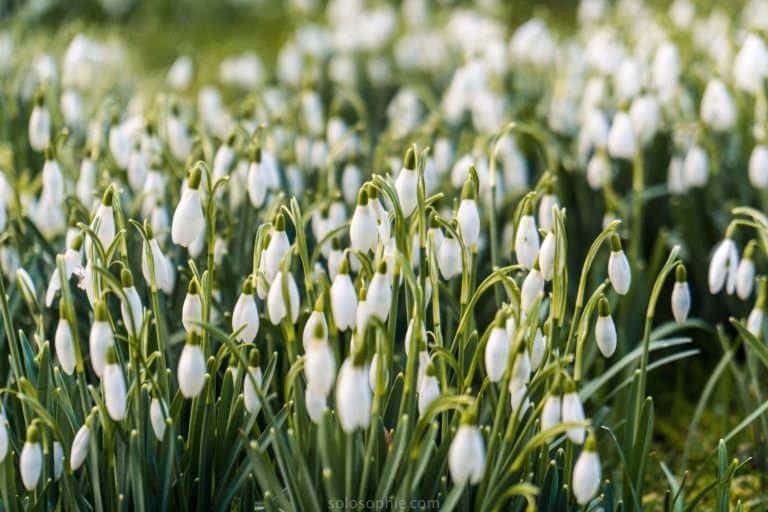Snowdrops on Dartmoor, Devon, England: closeup image of snowdrops at springtime in Devon