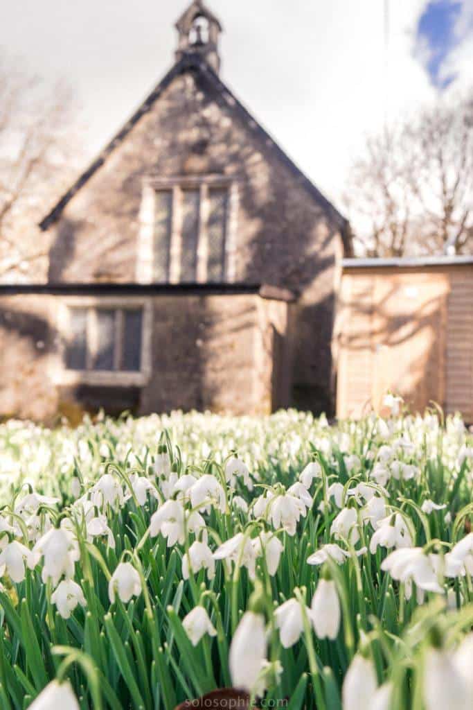 Snowdrops on Dartmoor, Devon, England: exterior of church surrounded by snowdrops