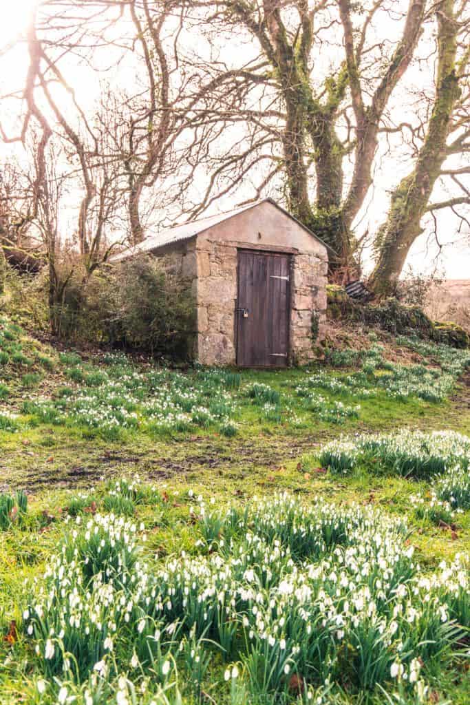 Snowdrops on Dartmoor, Devon, England: springtime in the UK
