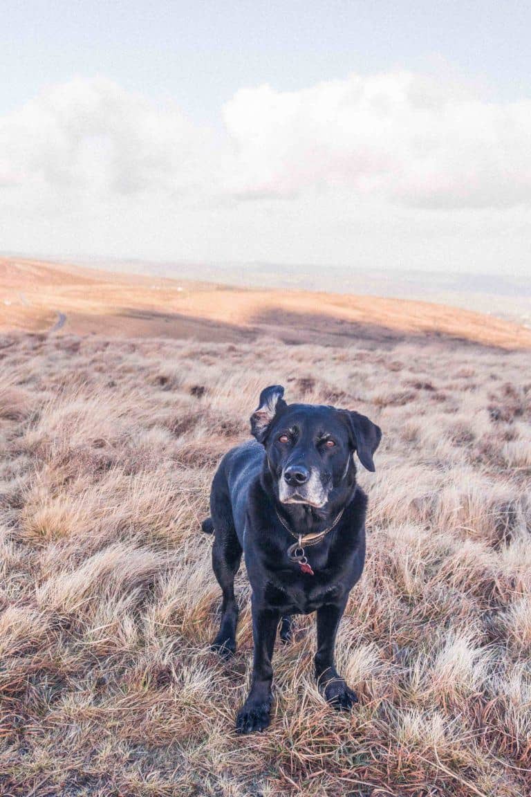 Hiking Rippon Tor, near Haytor, Dartmoor Walks, Devon, England: windy landscape