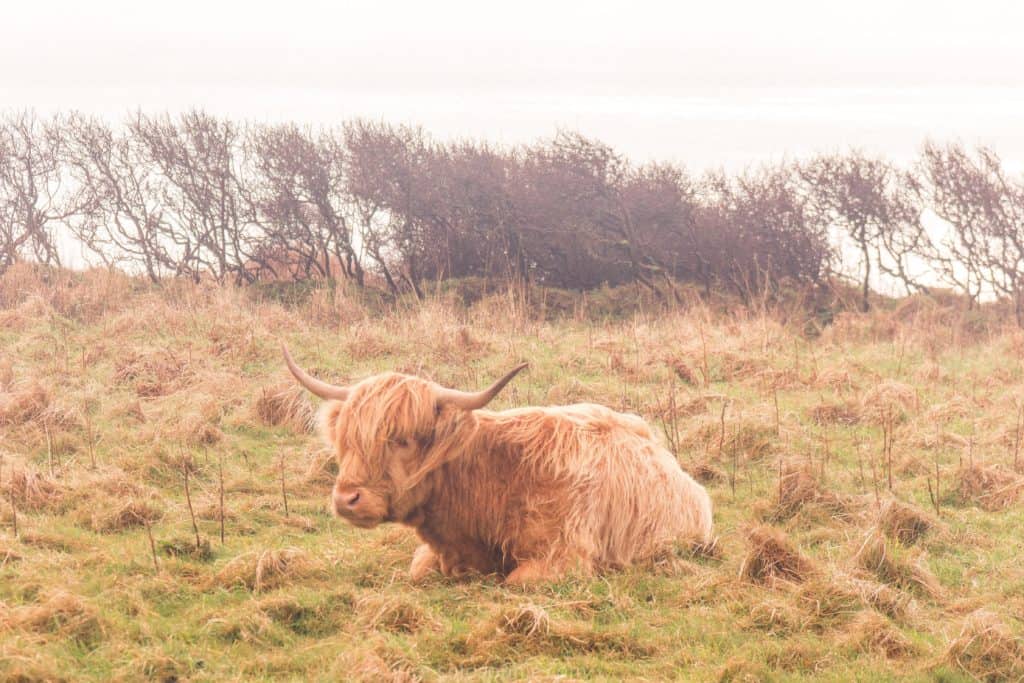 Soar Mill Cove and Beach, South Hams, South, Devon, England: cow