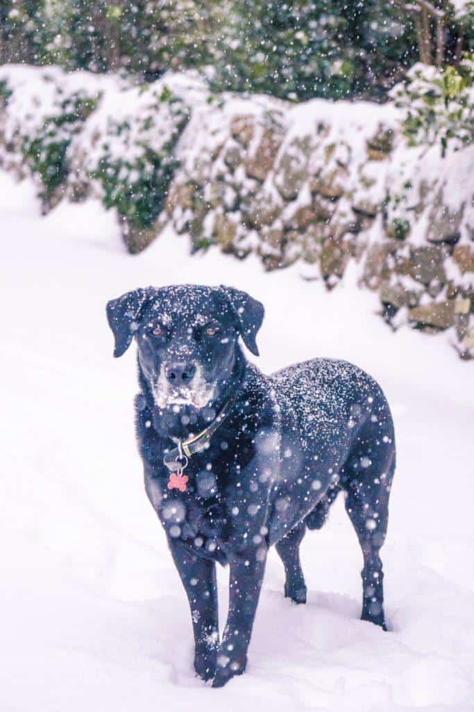 Snow on Dartmoor National Park, Devon, England: a freezing photo diary and legends/ stories from across the moorlands about snow over the centuries in the South West: dog in the snow