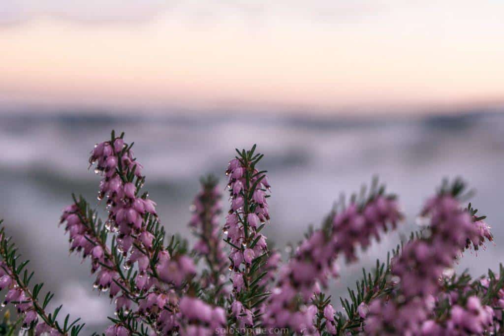 Snow on Dartmoor National Park, Devon, England: a freezing photo diary and legends/ stories from across the moorlands about snow over the centuries in the South West. heather on dartmoor