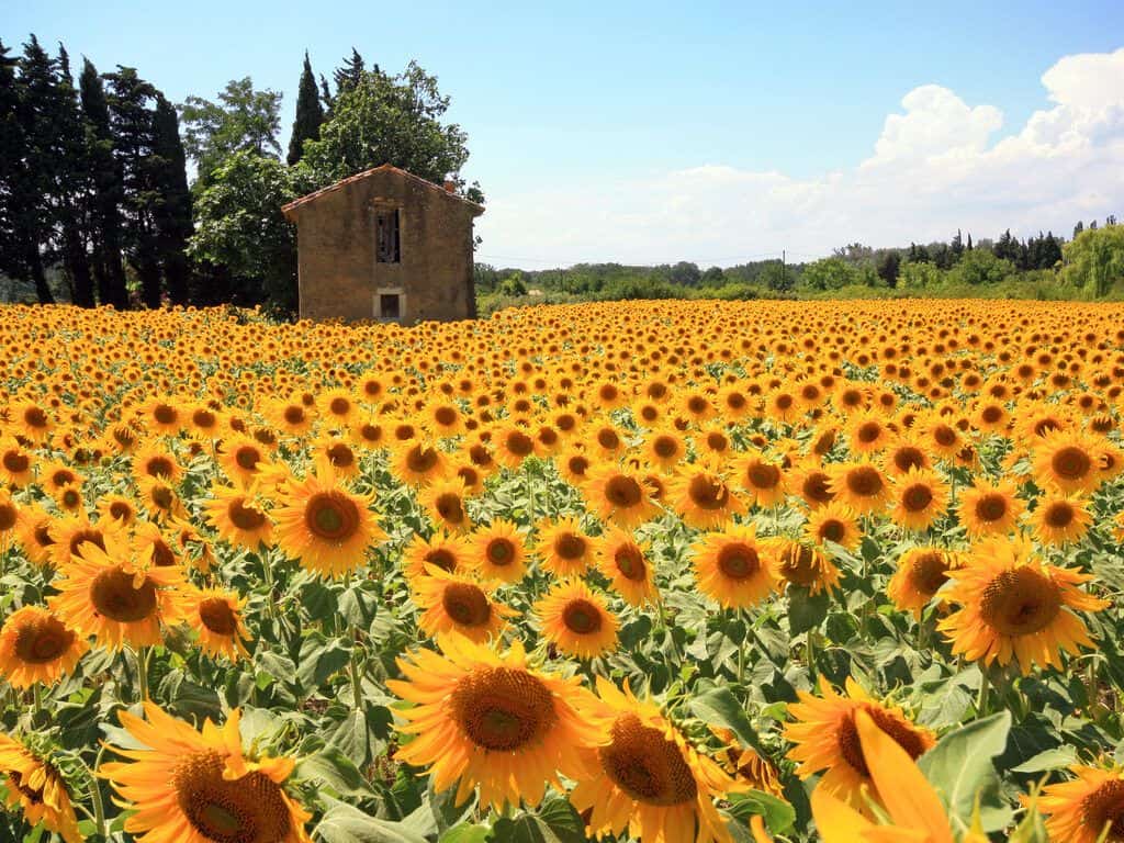 sunflower fields provence