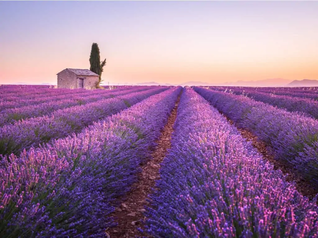 lavender valensole fields