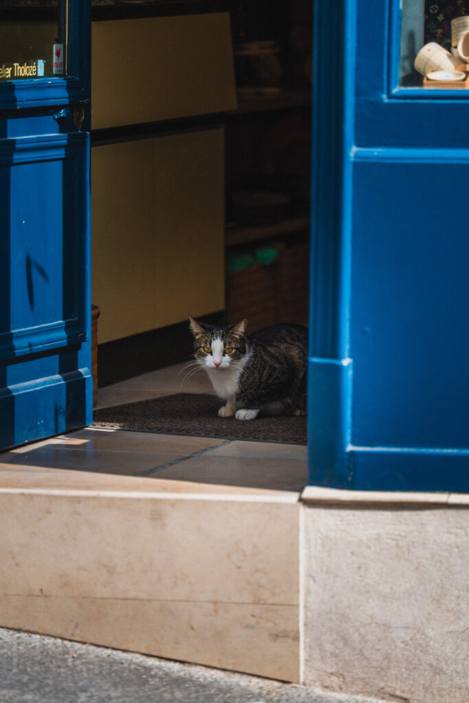 cat in montmartre shop