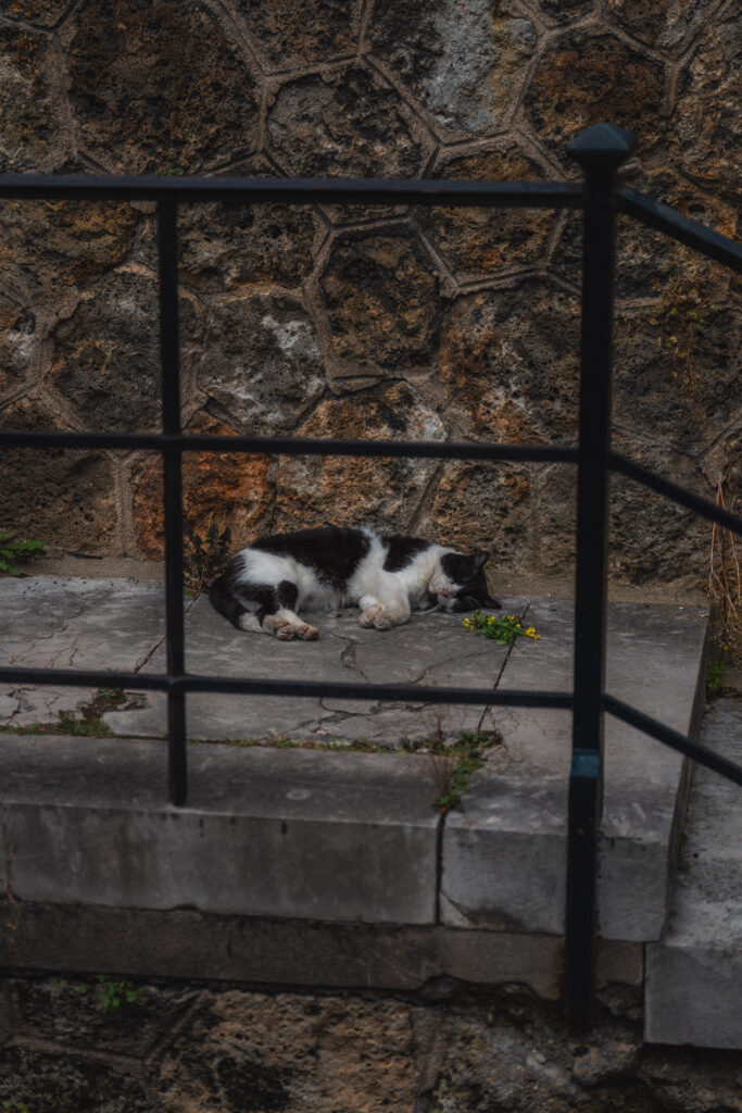 cat sleeping montmartre cemetery