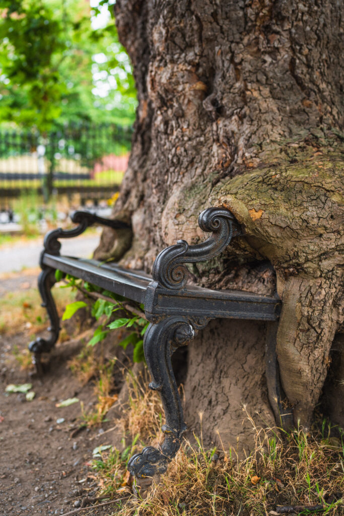 hungry tree dublin
