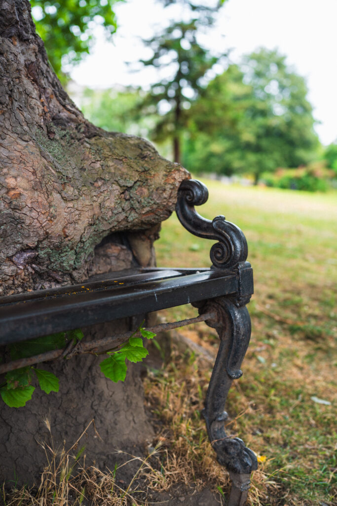 hungry tree dublin