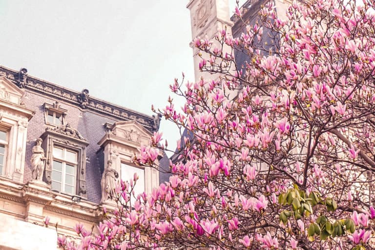Where to see the very best magnolia trees in Paris France: Here's your complete guide to spotting spring blooms in the French capital!