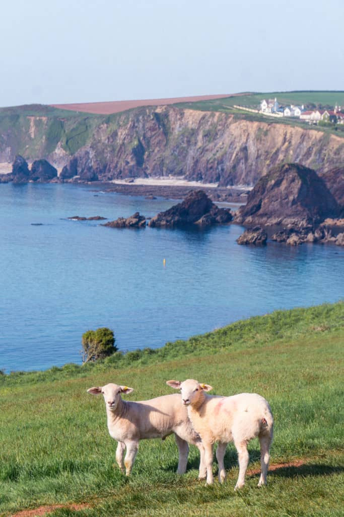 A quick guide to the best things to do in Hope Cove: Two sandy beaches and two villages in the South Hams, Devon, England. Inner Hope, Outer Hope, Pub & Coastal walks.