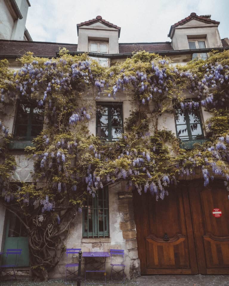 wisteria in paris