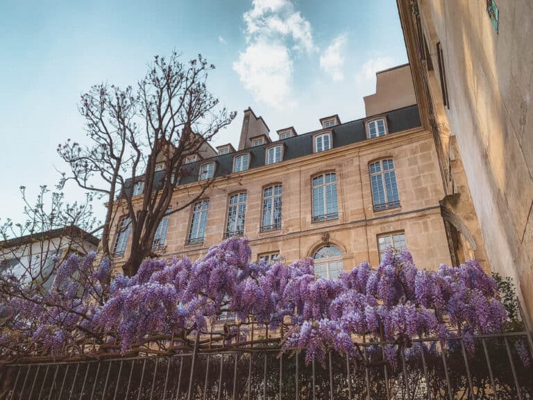 Métro Saint-Paul wisteria