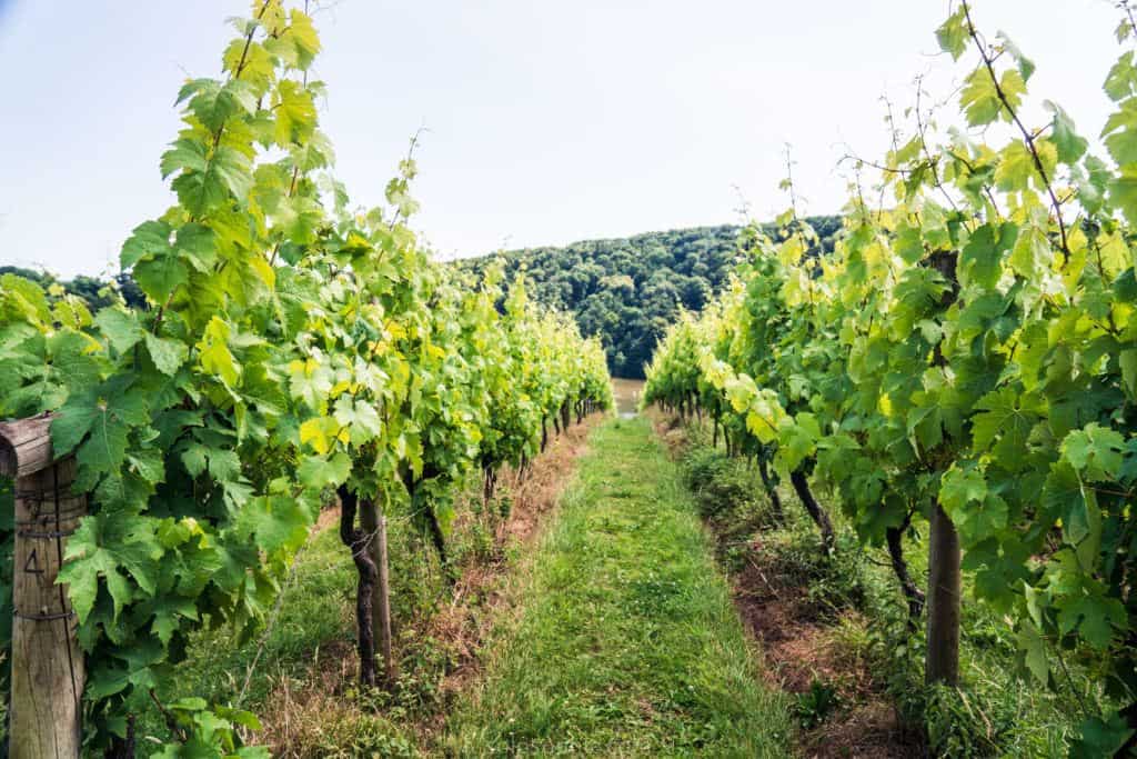 Sampling English Wine at Sharpham Vineyard & Dairy, Devon. Visiting a winery in South West England, UK. Located on the fringes of the Dart Estuary, taste British sparkling white wine, white wine, rose, and red wines!