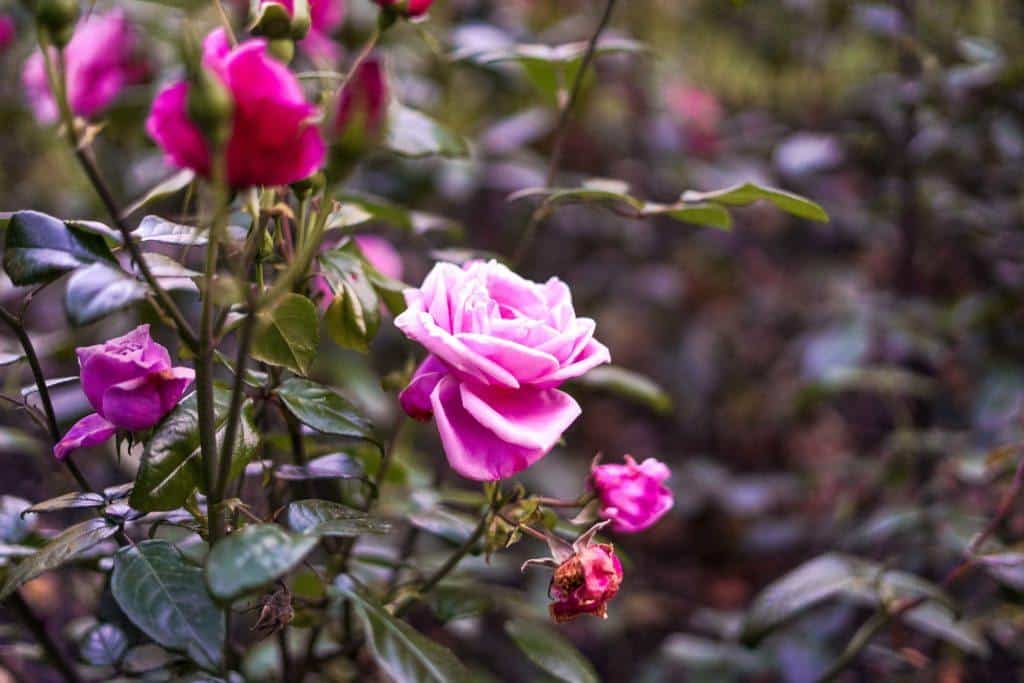 Char de Triomphe Portiere: The Louis XIV Tapestry from Versailles, France Hiding in an English Castle, Devon, England