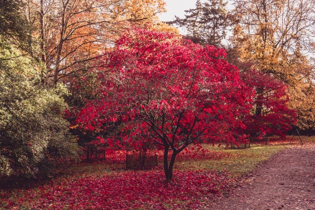 How to Visit Harcourt Arboretum: The Beautiful Green Space of Oxford, Oxfordshire, England. Where to find the best fall foliage in Oxford
