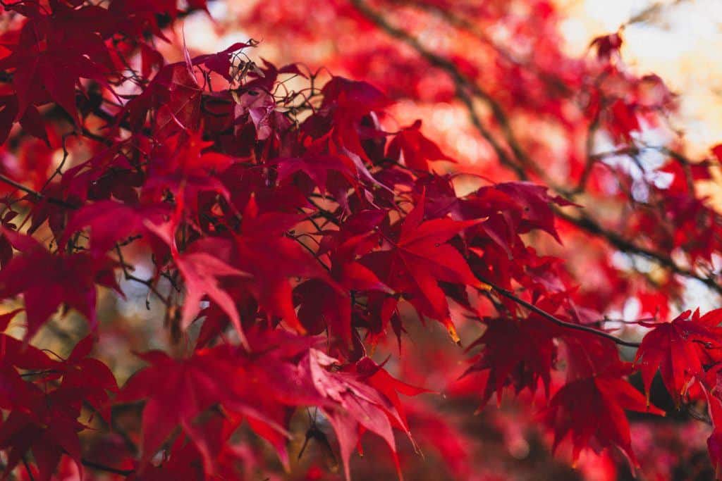 Secrets of Oxfordshire: Unique, Historical & Unusual Things to do in the count of Oxfordshire, England. Where you should stay, what you need to visit and best attractions in Oxfordshire, England